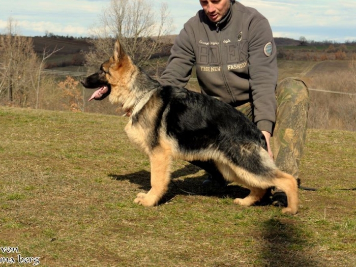 štene (muško) nemački ovčar besplatni mali oglasi