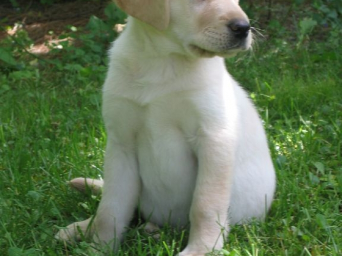 zlatni retriver i labrador štenci na prodaju besplatni mali oglasi