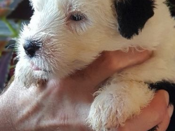 bobtail štenci prodaja besplatni mali oglasi