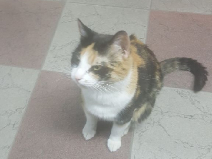 poklon mačka besplatni mali oglasi