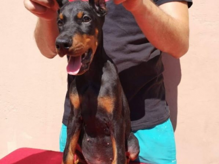 doberman štenci muški i ženski, crne boje na prodaju besplatni mali oglasi