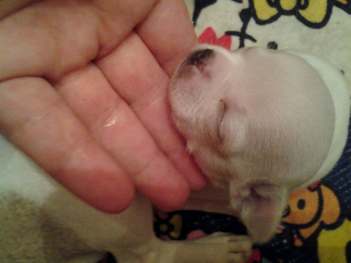 mini čivave odgajivačnica princess chihuahua  besplatni mali oglasi
