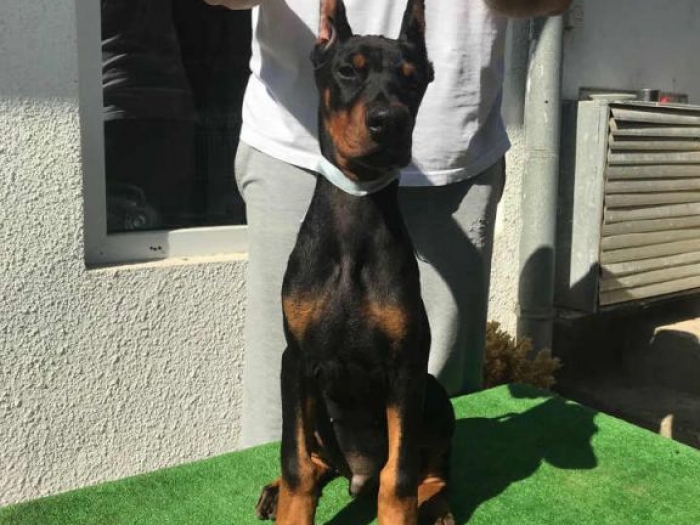 doberman štenci vrhunskog porekla besplatni mali oglasi