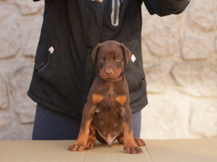 štenci dobermana di gobeljla u braon broji besplatni mali oglasi