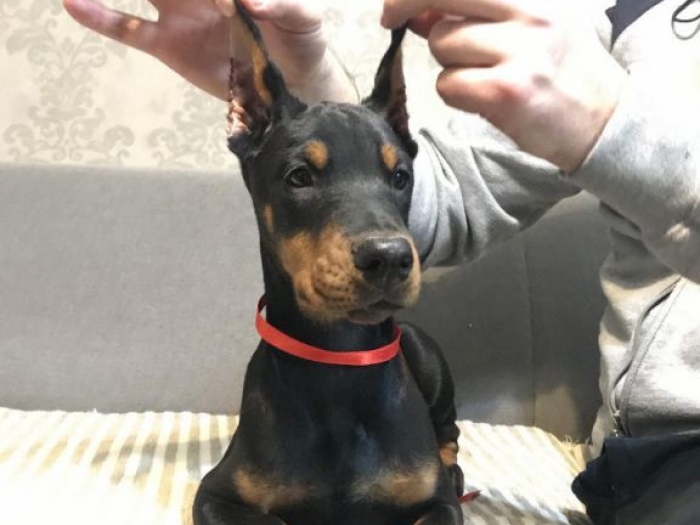 doberman štenci vrhunskog kvaliteta besplatni mali oglasi
