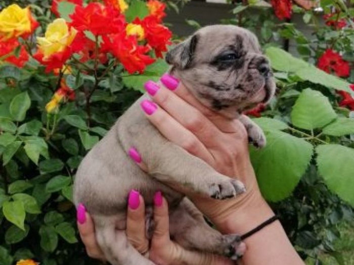 francuski buldog štenci na prodaju besplatni mali oglasi