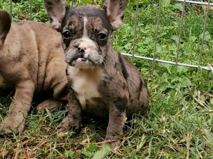 francuski buldog štenci besplatni mali oglasi