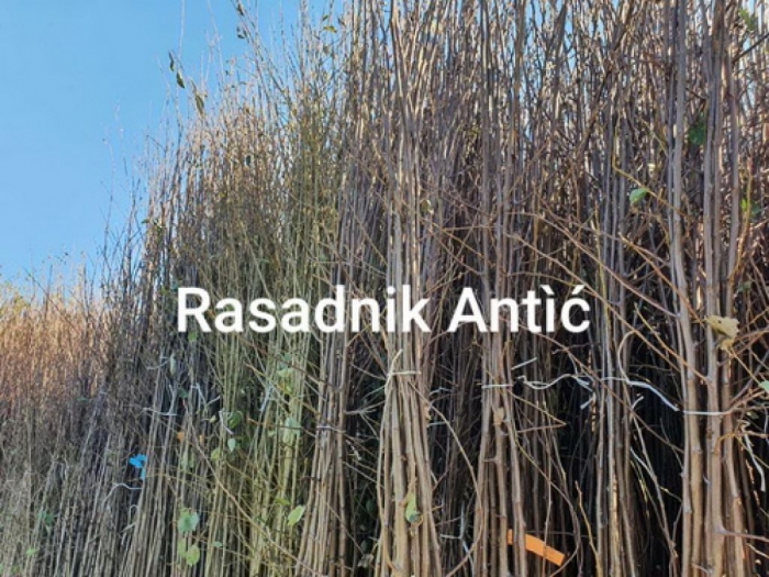 sadnice šljive dvogodišnje isporuka besplatni mali oglasi
