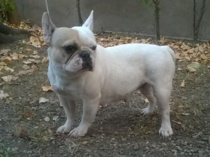 francuski buldog ženka sa rodovnikom besplatni mali oglasi
