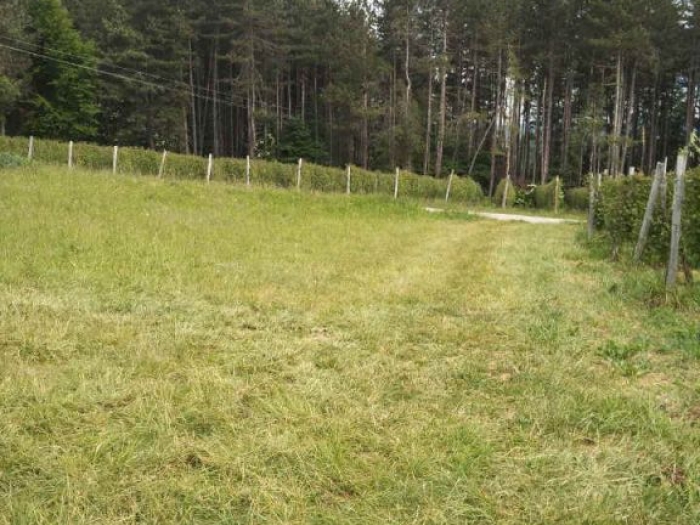 potrebni radnici za branje malina besplatni mali oglasi