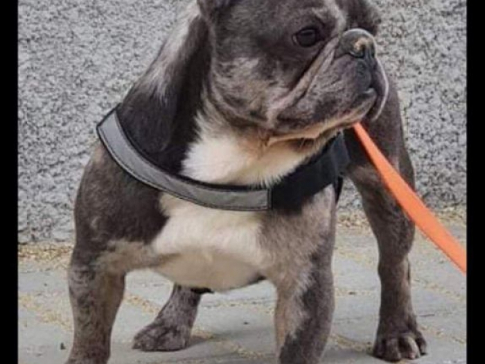 francuski buldog blue merle mužak za parenje besplatni mali oglasi