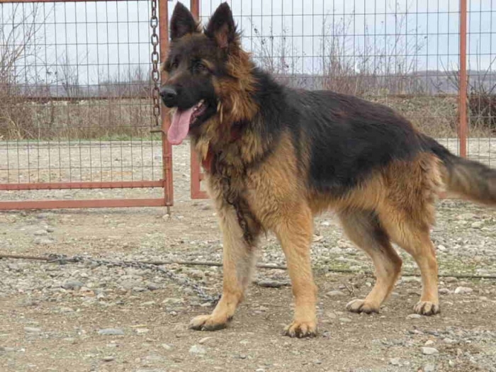 nemački ovčar besplatni mali oglasi