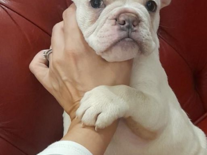 francuski buldog buldog besplatni mali oglasi