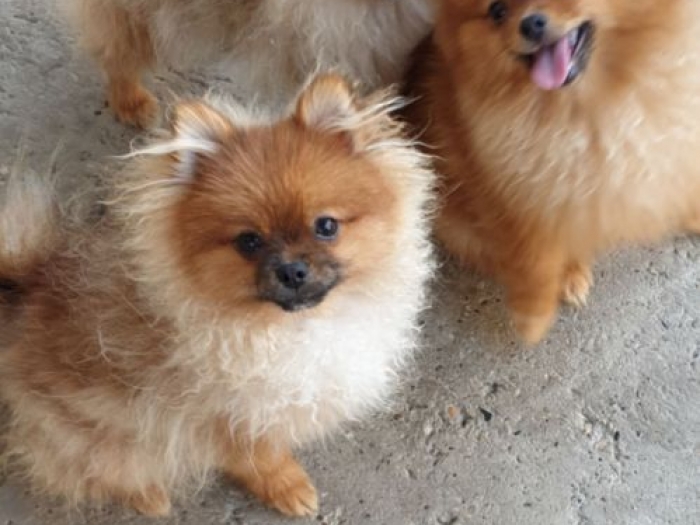 pomeranac boo štenci besplatni mali oglasi