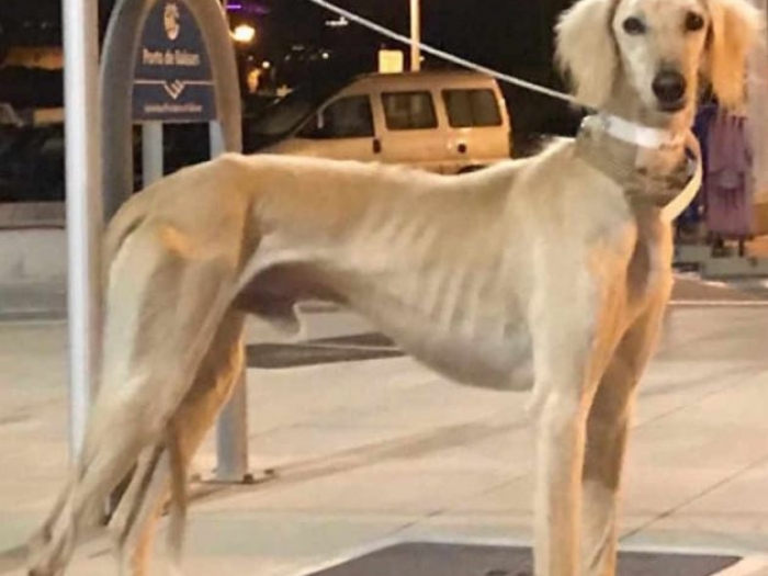 persijski hrt saluki besplatni mali oglasi
