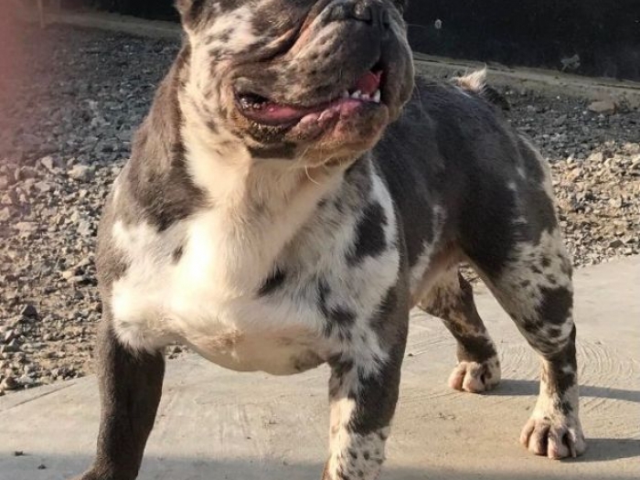 francuski buldog besplatni mali oglasi