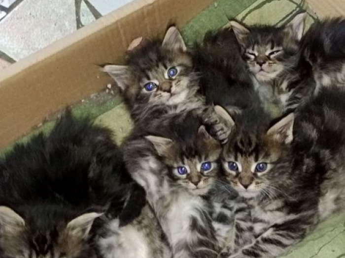 maine coon mačići besplatni mali oglasi