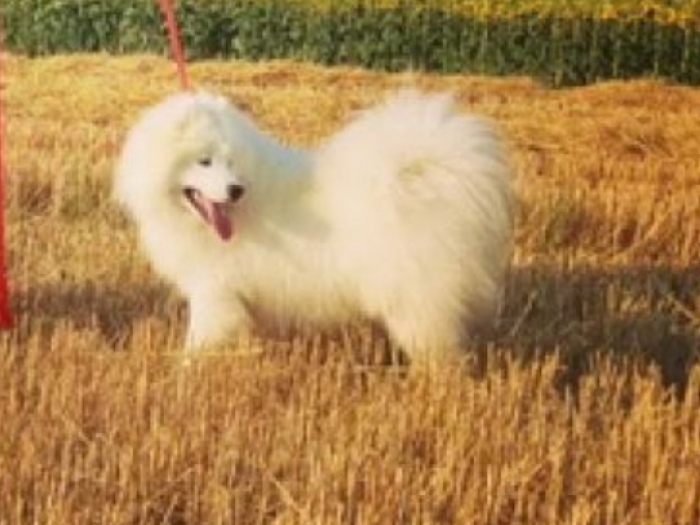 na prodaju vrhunski štenci samojeda, oštenjeni 16 08 2023 godine besplatni mali oglasi