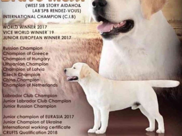 mužjak labrador retriver star 13 meseci besplatni mali oglasi