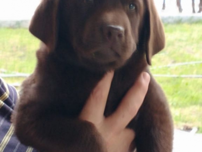 na prodaju psi (boje čokolade) labradori besplatni mali oglasi