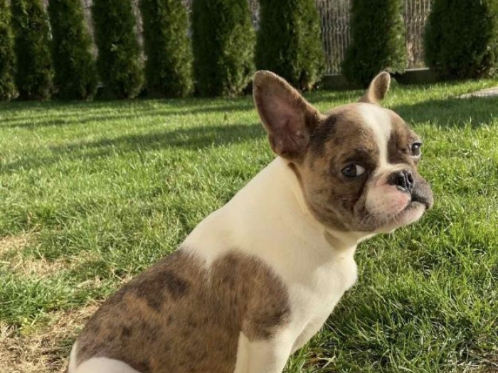 francuski buldog besplatni mali oglasi