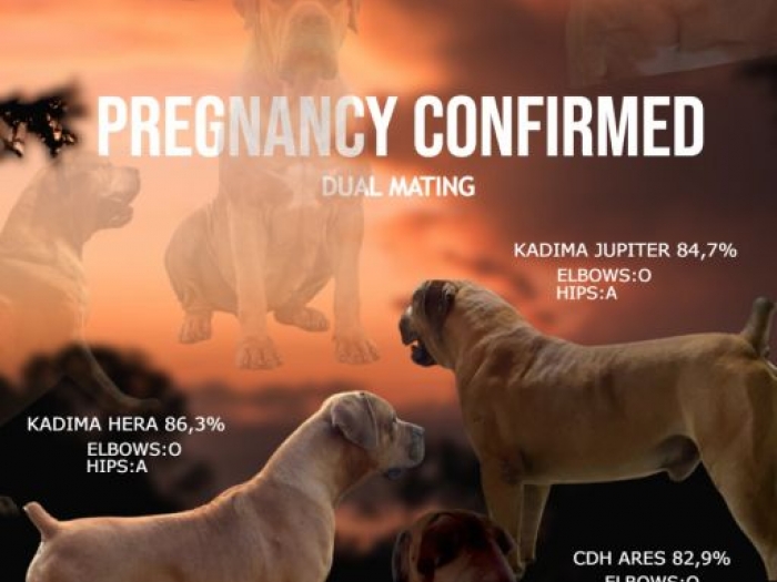 južnoafrički mastif boerboel rezervacije u toku besplatni mali oglasi