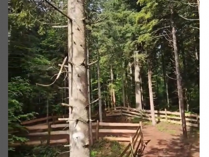 oaza jela smeštaj planina tara besplatni mali oglasi