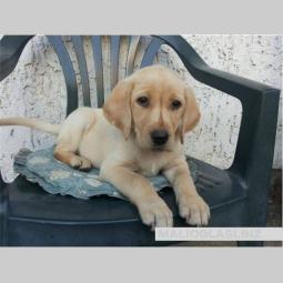 labrador štene spremno za preuzimanje besplatni mali oglasi