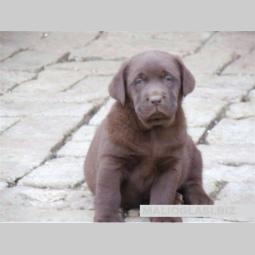 labrador ritriver besplatni mali oglasi
