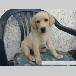 štenci labradora spremni za preuzimanje besplatni mali oglasi