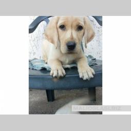 labrador štene spremno za preuzimanje besplatni mali oglasi