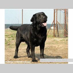 štenci labradora besplatni mali oglasi