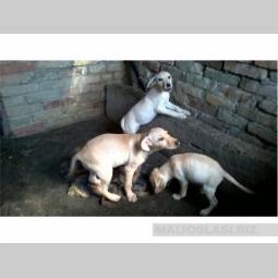 labrador besplatni mali oglasi