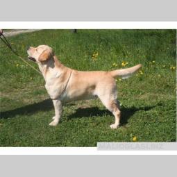 labrador retriver slobodan za parenje besplatni mali oglasi