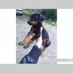 doberman žensko štene besplatni mali oglasi