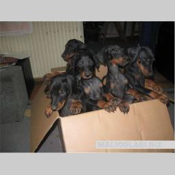 štenad dobermana besplatni mali oglasi