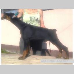 štenci dobermana besplatni mali oglasi