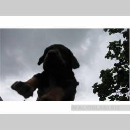 doberman besplatni mali oglasi
