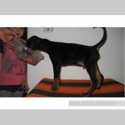 doberman besplatni mali oglasi