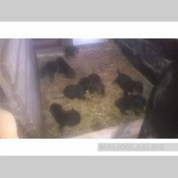 rotvajleri besplatni mali oglasi