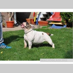engleski buldog, ženka besplatni mali oglasi