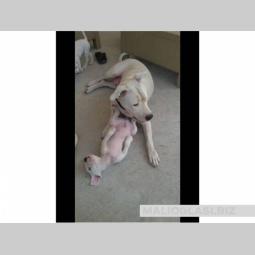 dogo argentino štenci vrhunskog porekla besplatni mali oglasi