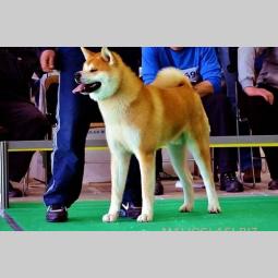 akita inu stenci odgajivacnica peki siberica besplatni mali oglasi