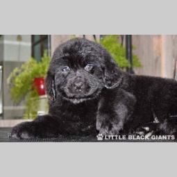 štenci njufaundlendera newfoundland puppies besplatni mali oglasi