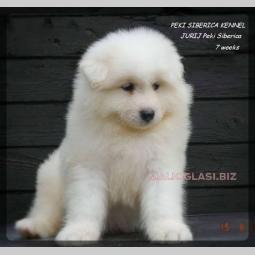 samojed stenci odgajivacnica peki siberica besplatni mali oglasi