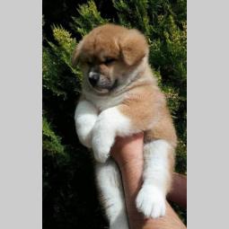 akita inu štenci šampionskog porekla besplatni mali oglasi
