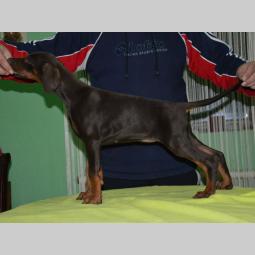 doberman štenci izložbenog potencijala besplatni mali oglasi