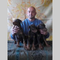 doberman štenci dobrog porekla besplatni mali oglasi