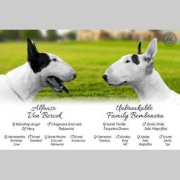 bull terrier štenci na prodaju besplatni mali oglasi