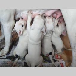 dogo argentino štenci izložbenog potencijala besplatni mali oglasi